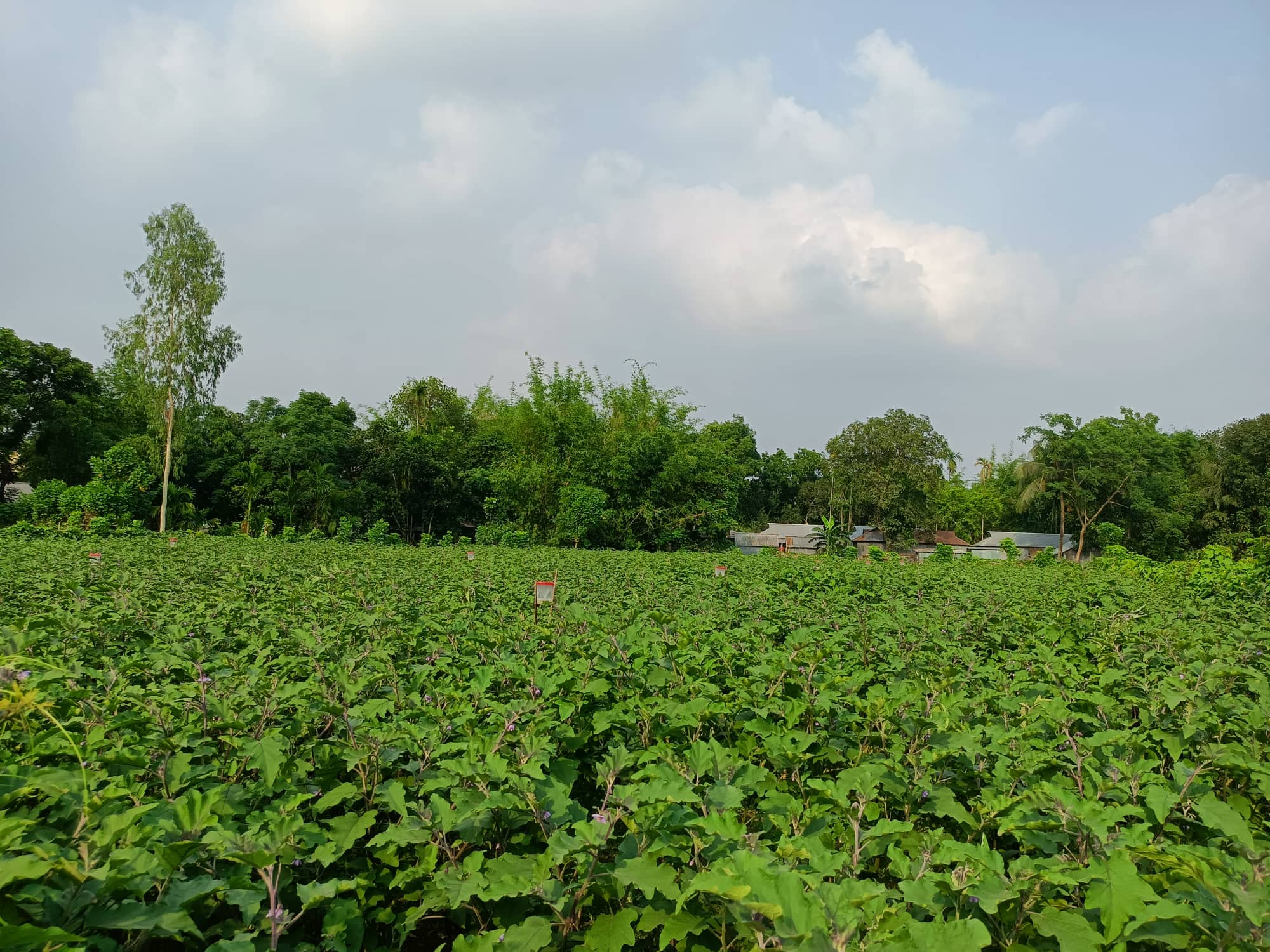 কৃষি গোপালপুর
