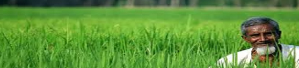 সবুজ কৃষি ক্ষেত