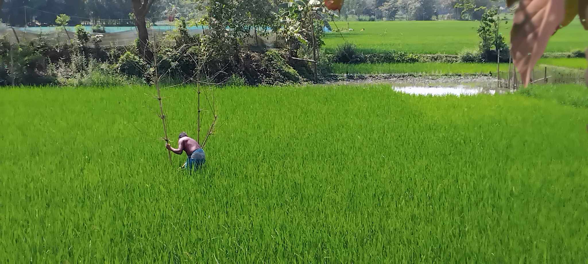পার্চিং