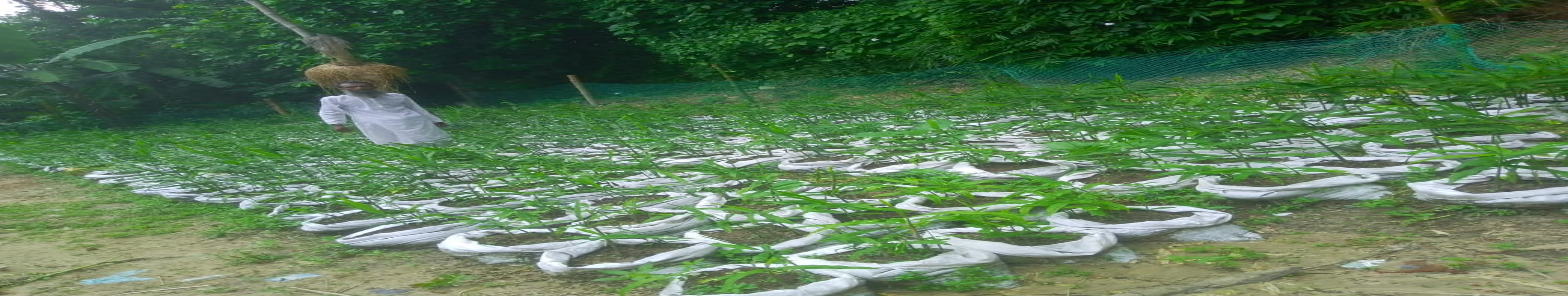 বস্তায় আদা চাষ