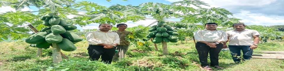 রেড লেডি পেঁপে