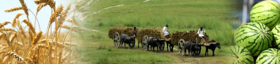 বাংলার কৃষি