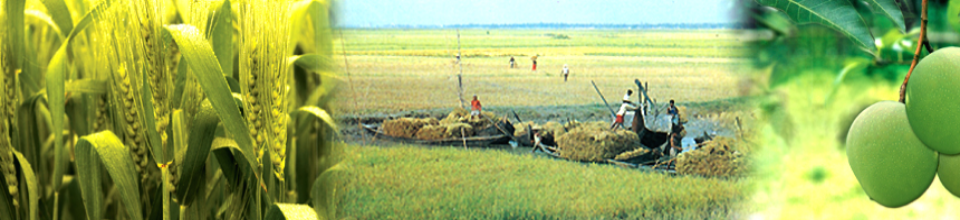 হাওরের কৃষি