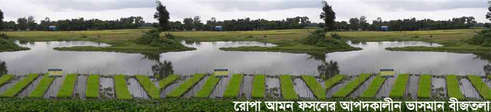 রোপা আমন ফসলের আপদকালীন ভাসমান বীজতলা