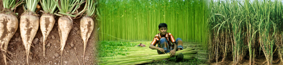 অর্থকরী ফসল