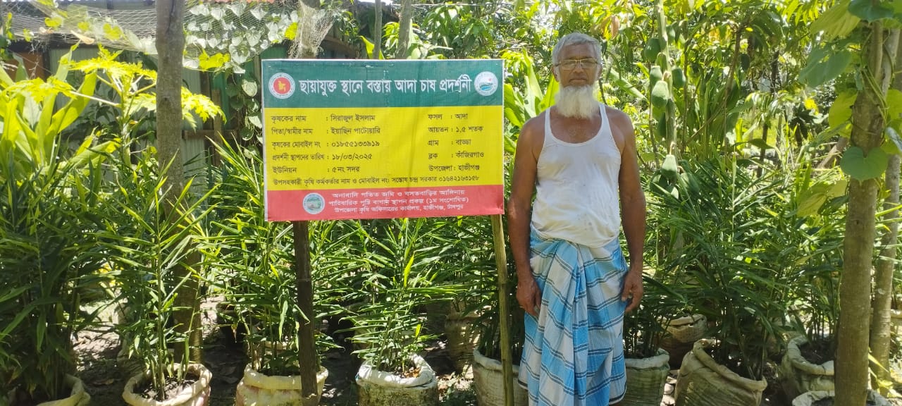 বস্তায় আদা চাষ