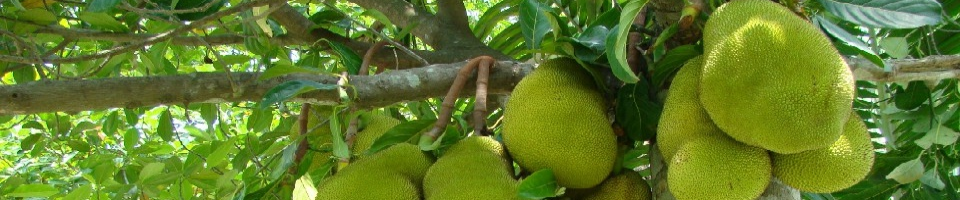 গণপ্রজাতন্ত্রী বাংলাদেশ সরকার