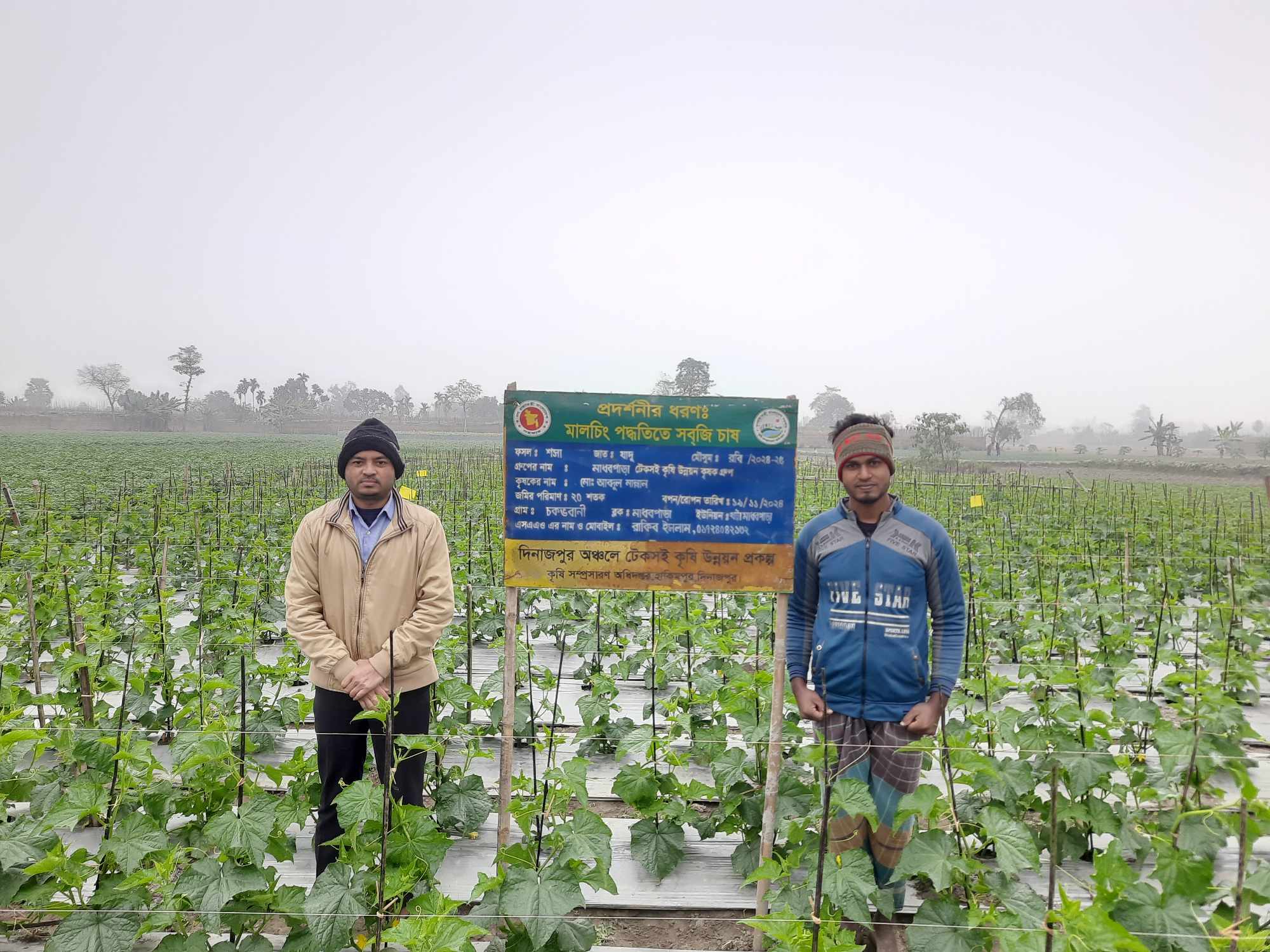 মালচিং পেপারের মাধ্যমে সবজি উৎপাদন