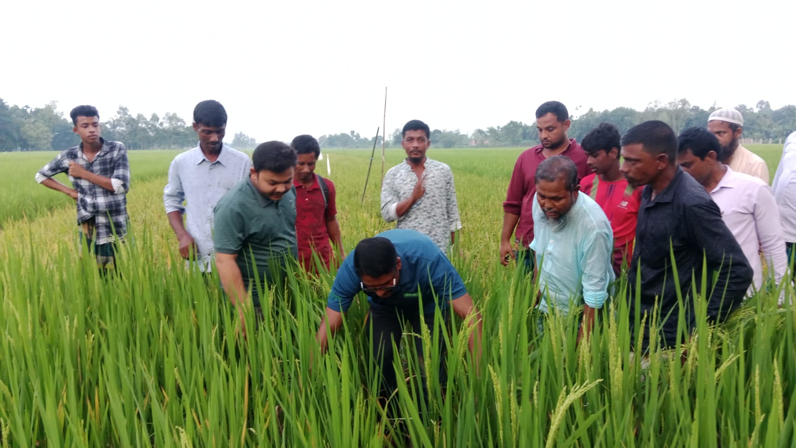 ফিল্ড ভিজিট ও কৃষকদের প্রয়োজনীয় পরামর্শ প্রদান