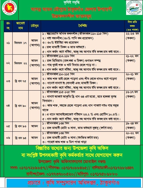 আসন্ন আমন মৌসুমে ঠাকুরগাঁও জেলার উপযোগী উচ্চফলনশীল জাতসমুহ