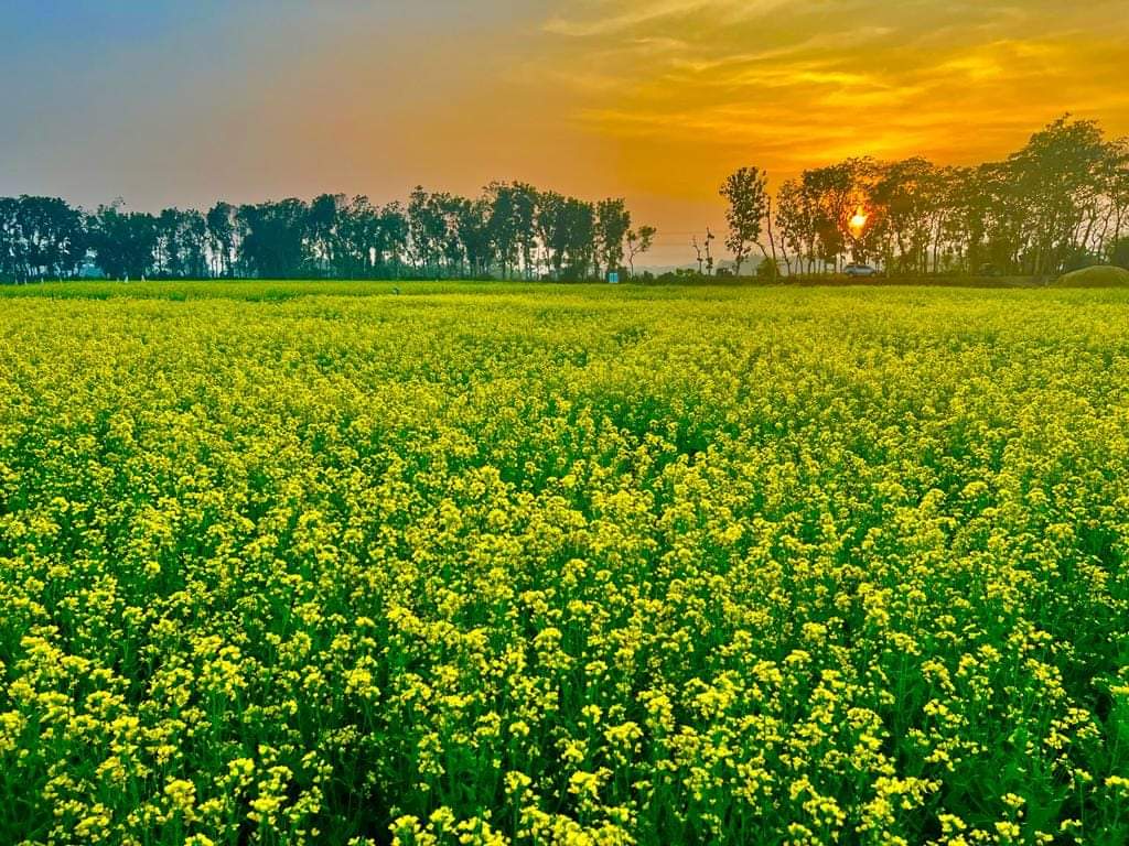 হাটহাজারীতে সরিষা চাষ