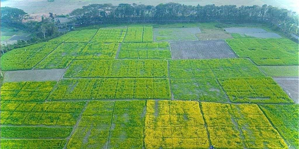 হাটহাজারীতে সরিষা চাষ