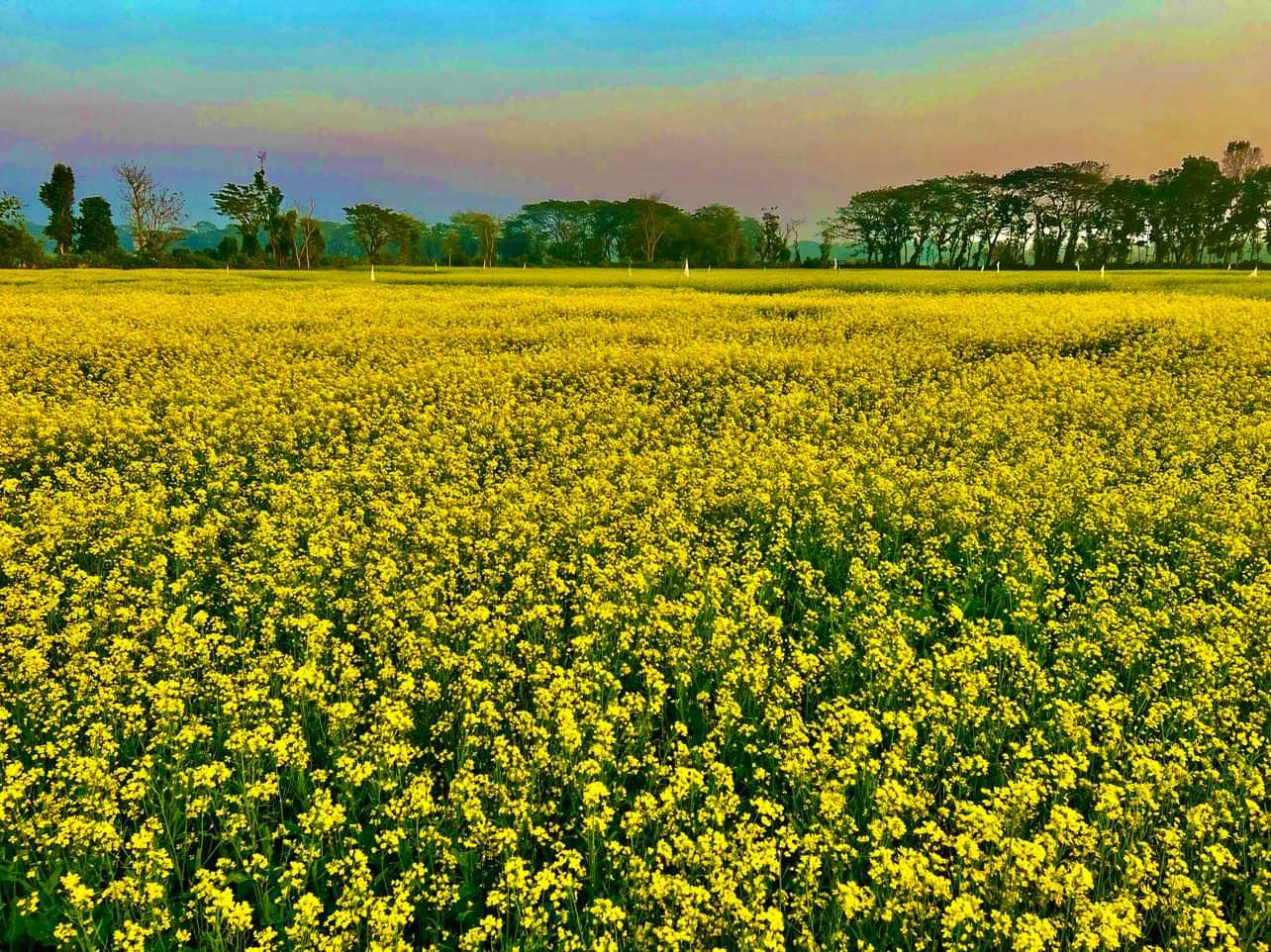 হাটহাজারীতে সরিষা চাষ