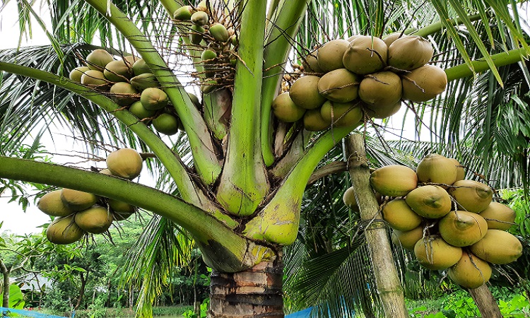 Dwarf Coconut