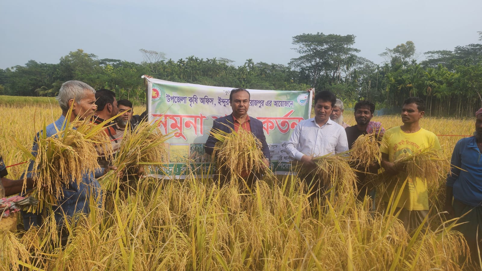 নমুনা শস্য কর্তন