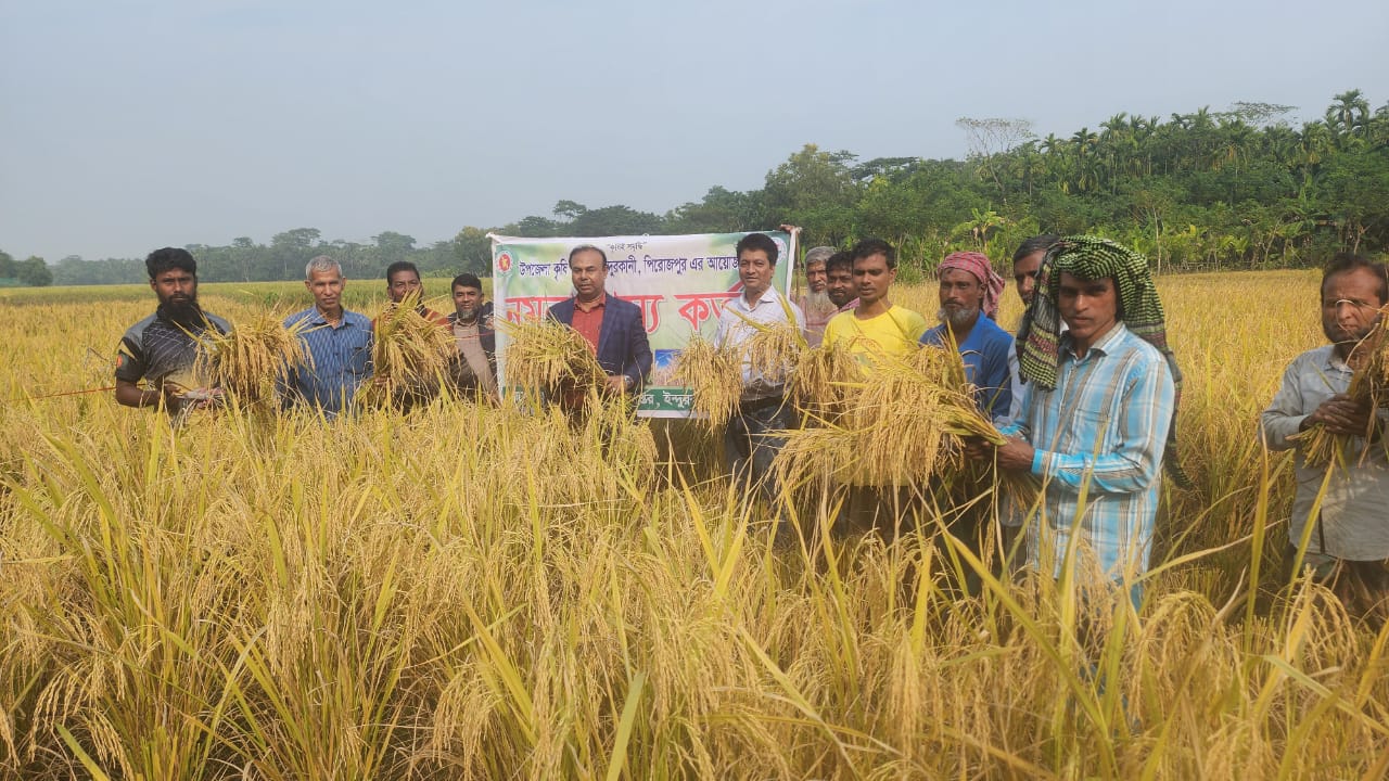 নমুনা শস্য কর্তন
