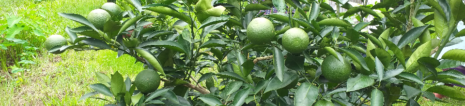 মাল্টা জৈন্তাপুর