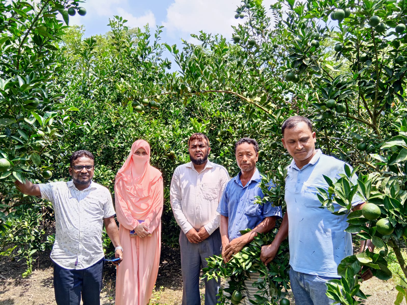 মাল্টা বাগান