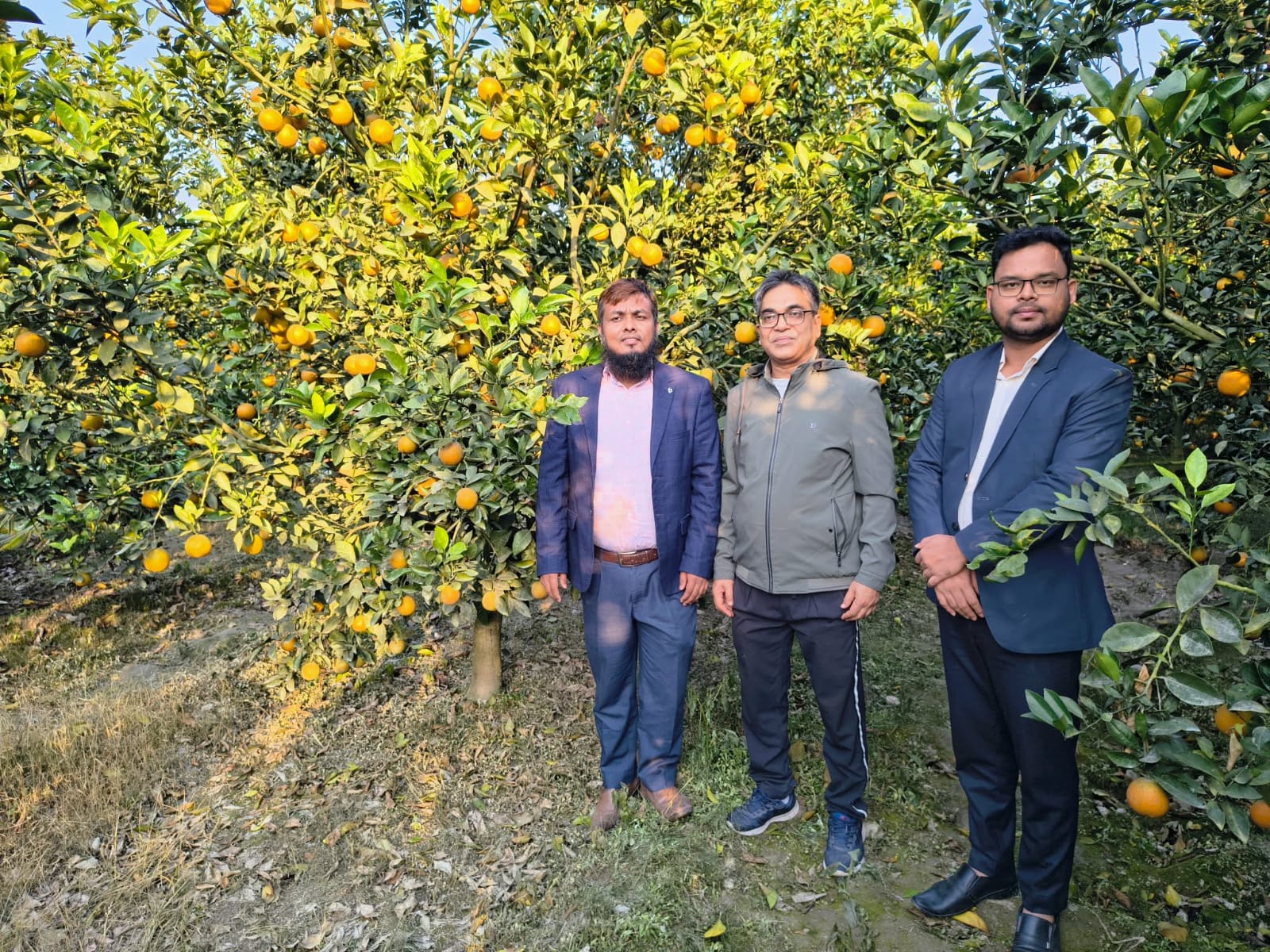 আশরাফুল মেম্বারের মাল্টা বাগান পরিদর্শন