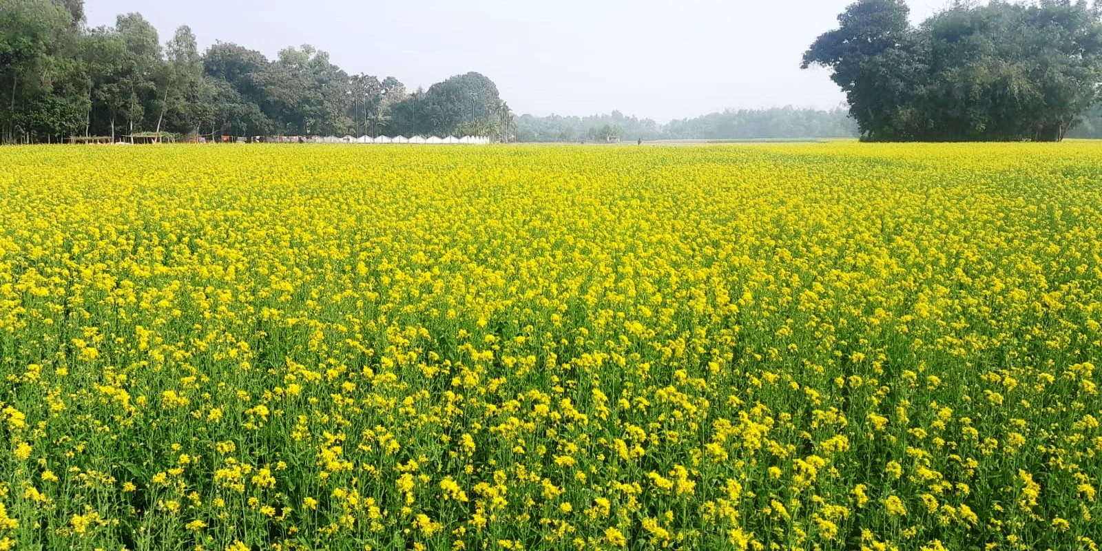 জামালপুর জেলার বিস্তৃর্ণ এলাকা জুড়ে সরিষা আবাদ