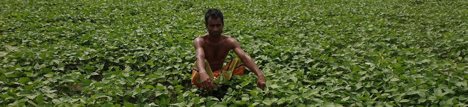 ফসলের ক্ষেত