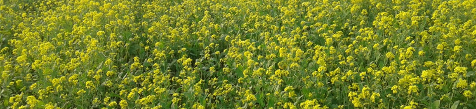 সরিষা ক্ষেত