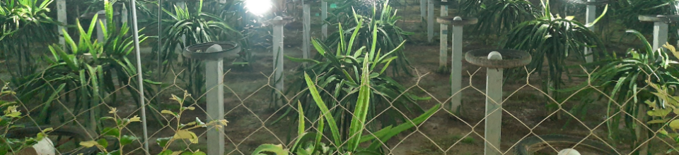 ড্রাগনের ক্ষেত