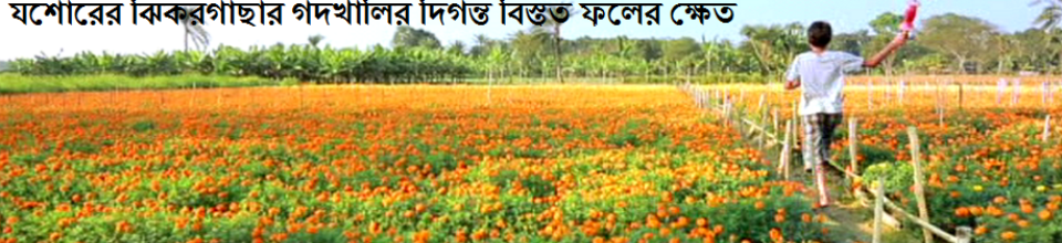 ঝিকরগাছা উপজেলার গদখালির ফুলের ক্ষেত