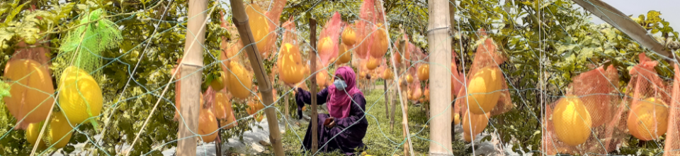 গ্রীষ্মকালীন তরমুজের ক্ষেত