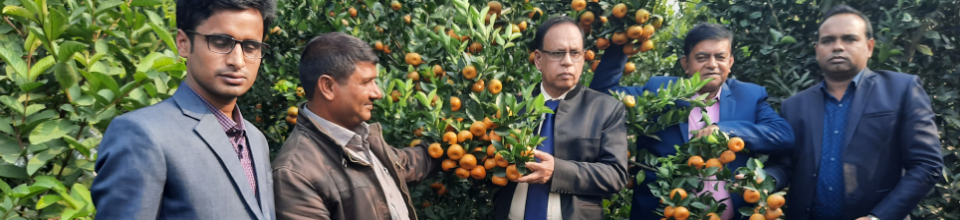 কমলা লেবুর ক্ষেত
