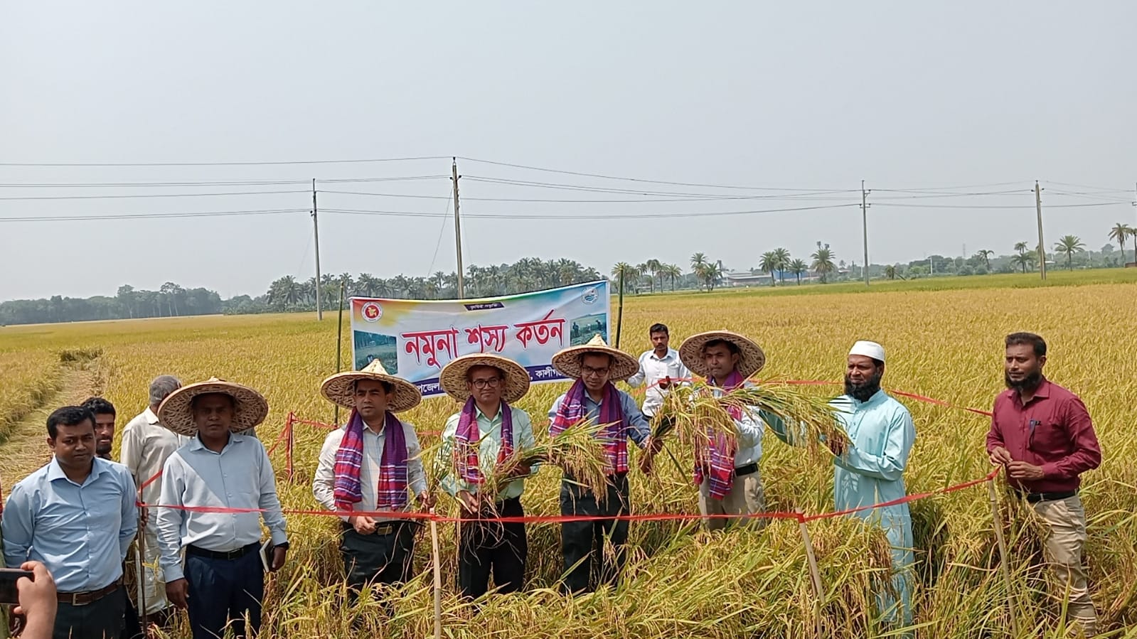 নমুনা শস্য কর্তন। (কালীগঞ্জ)