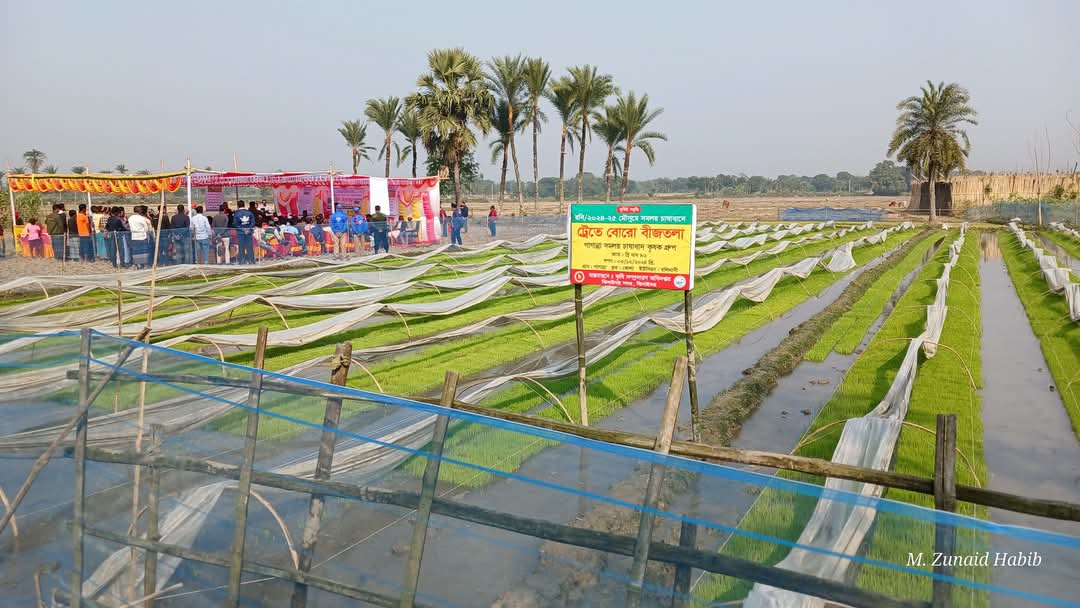 ট্রেতে বোরো বীজতলা