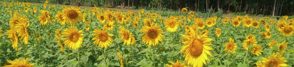 সূর্যমূখী