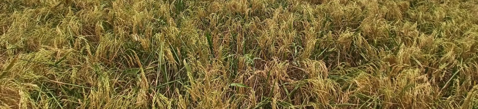 bri dhan 89-nomuna sorso korton-sotoboga-gojaliya-spdp-biri-23(6)