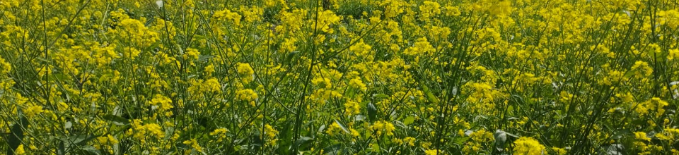 সরিষা,বাধাল,রাজস্ব