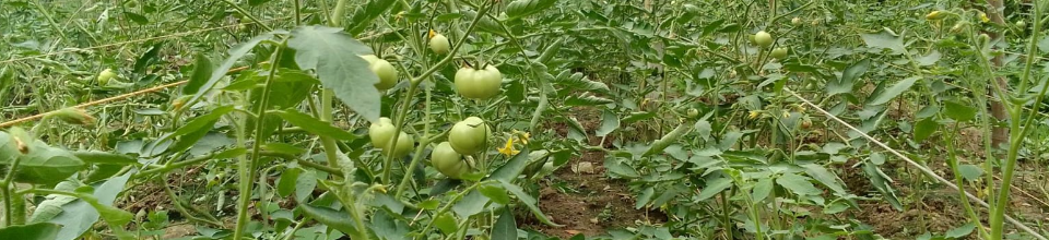 গ্রীষ্মকালীন টমেটো, রাজস্ব