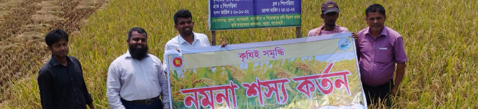 নমুনা শস্য কর্তন বোরো ২০২৩