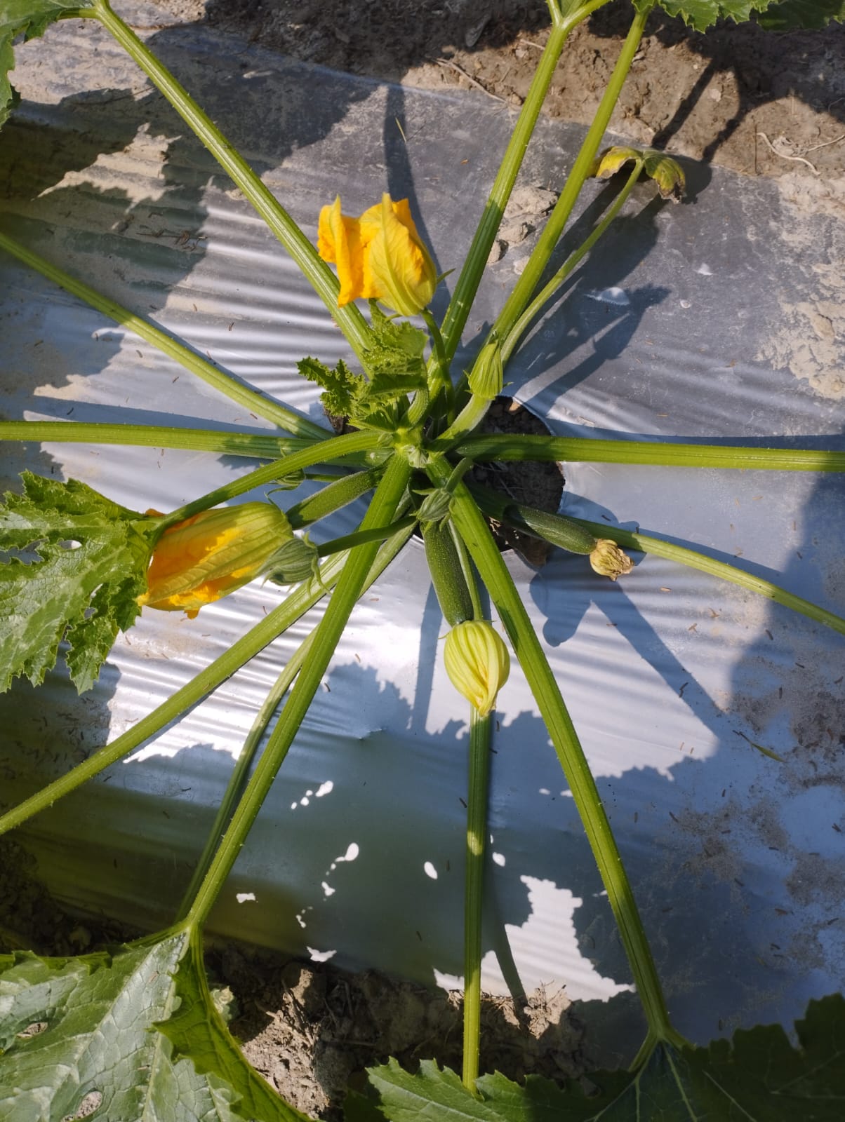 ক্লাইমেট স্মার্ট প্রকল্পের 2024-25 অর্থ বছরের স্কোয়াশ