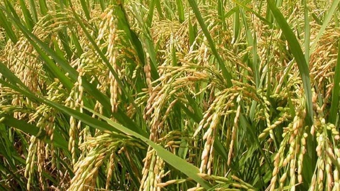 বোরো ধান এর ছবি