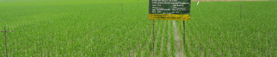 উপজেলা কৃষি অফিস, কাহালু, বগুড়া