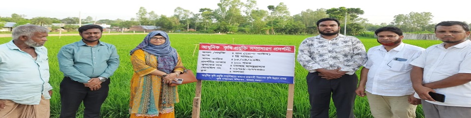 কাহালু উপজেলার মাঠ পর্যায়ে কৃষি সম্প্রসারণ কার্যক্রম