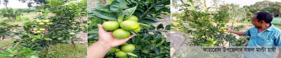 মাল্টা চাষী