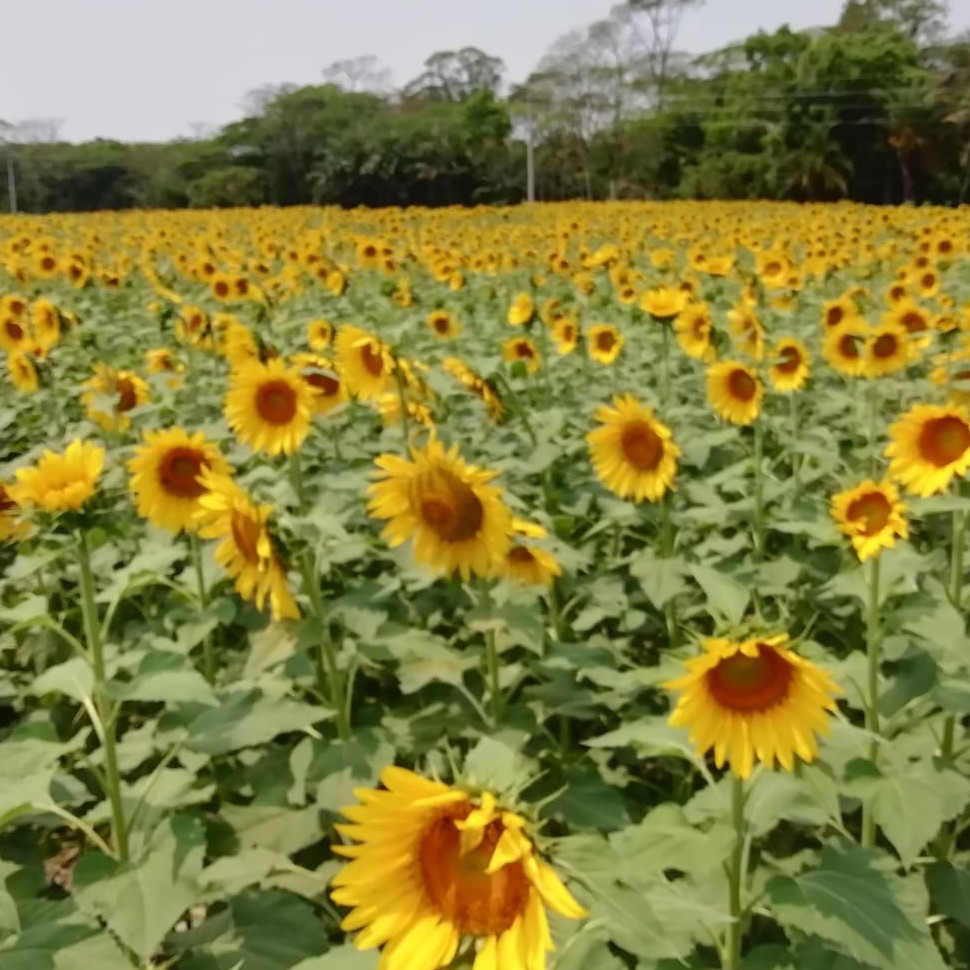 সূর্যমুখী প্রদর্শণী