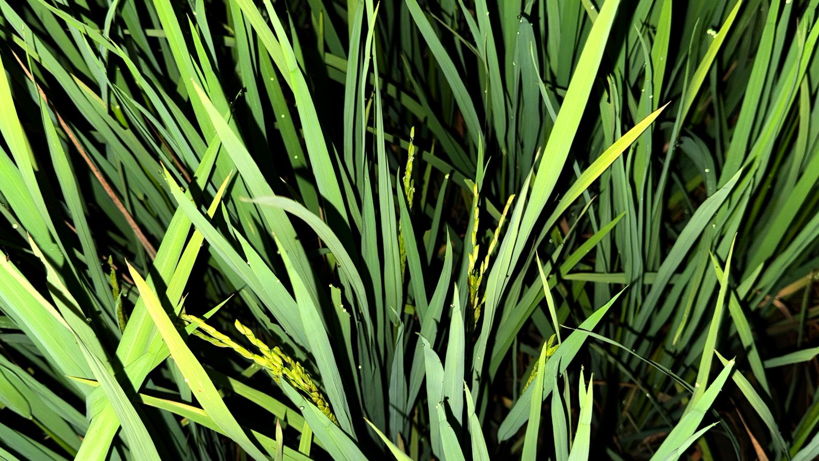 ধানের গাছ