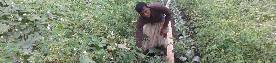 টমেট চাষ