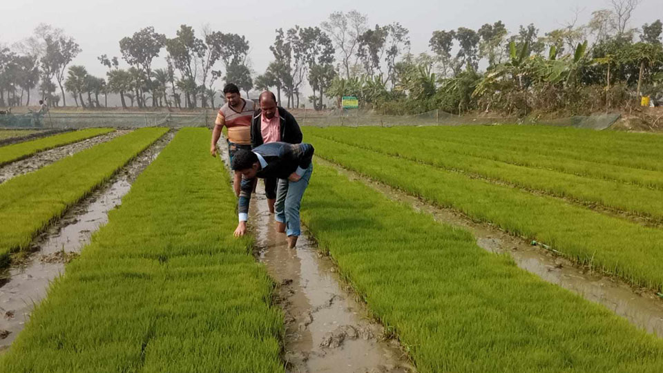 কালিগঞ্জ এর সমলয় চাষাবাদ