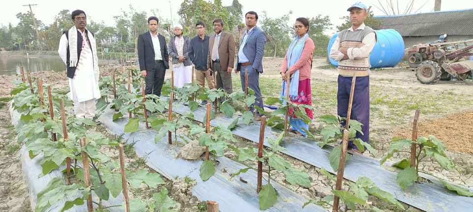 পলিমালচ্ এর মাধ্যমে বেগুন চাষ প্রদর্শনী