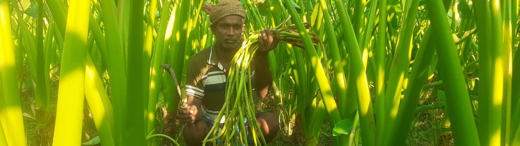 কন্দাল ফসল উন্নয়ন প্রকল্পের আওতায় লতিকচু প্রদর্শনীর ছবি