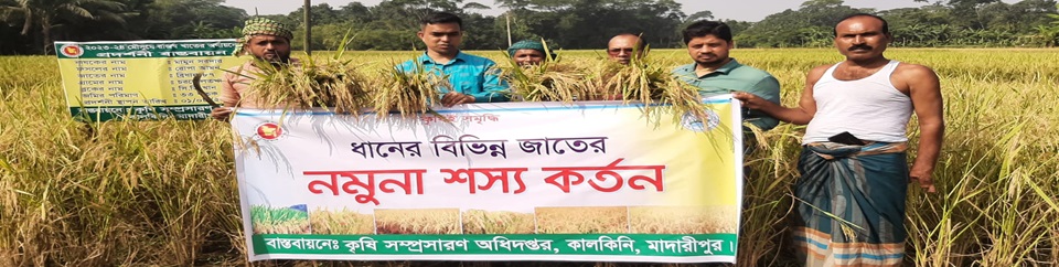 রোপা আমন ধানের নমুনা শস্য কর্তন