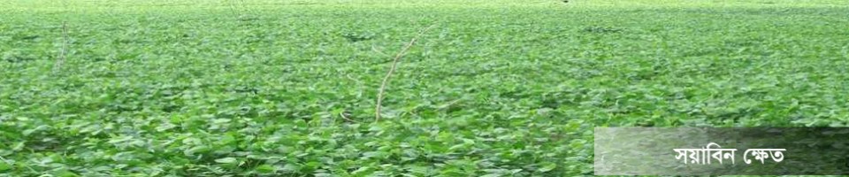 সয়াবিন ক্ষেত